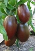 Ukranian Purple  paste tomato 20 seeds